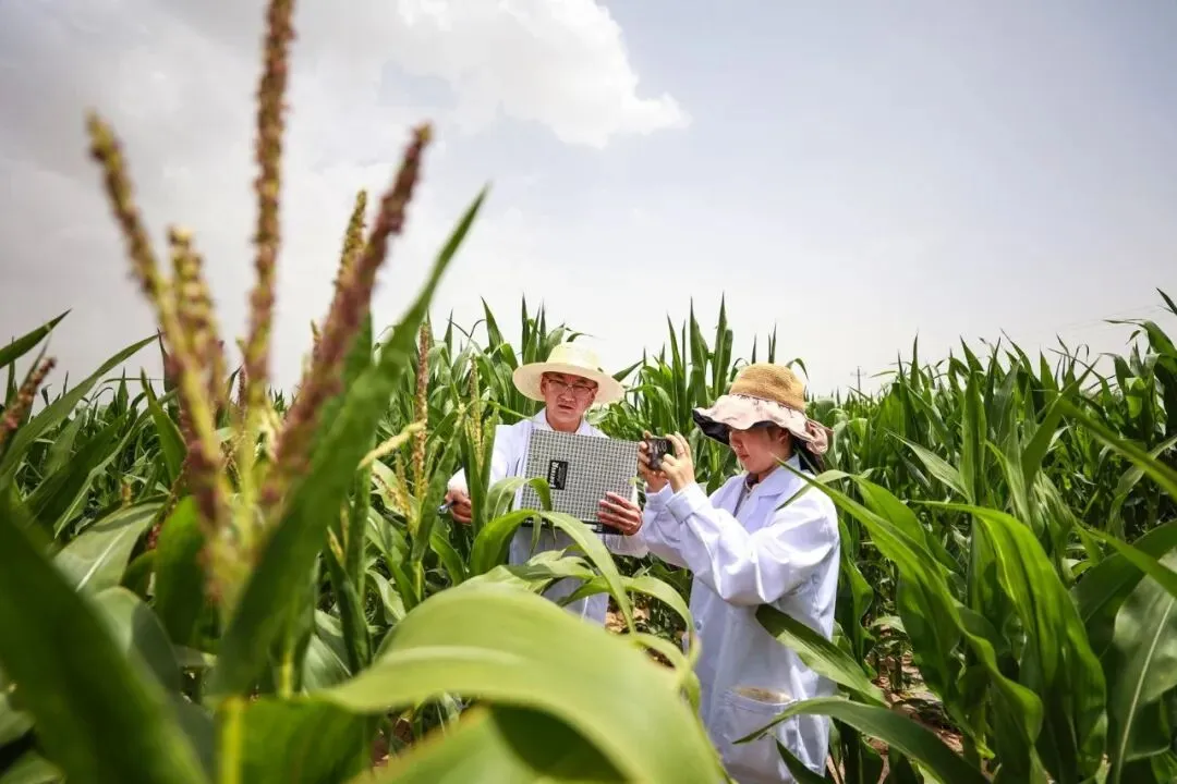 【中考阅读指导】关于种业振兴与粮食安全(非连续性文本)山东济南2025 第4张