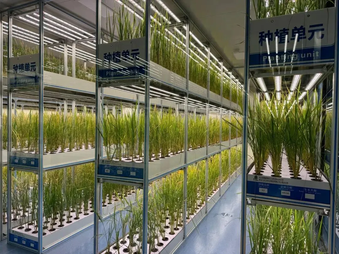 【中考阅读指导】关于种业振兴与粮食安全(非连续性文本)山东济南2025 第5张