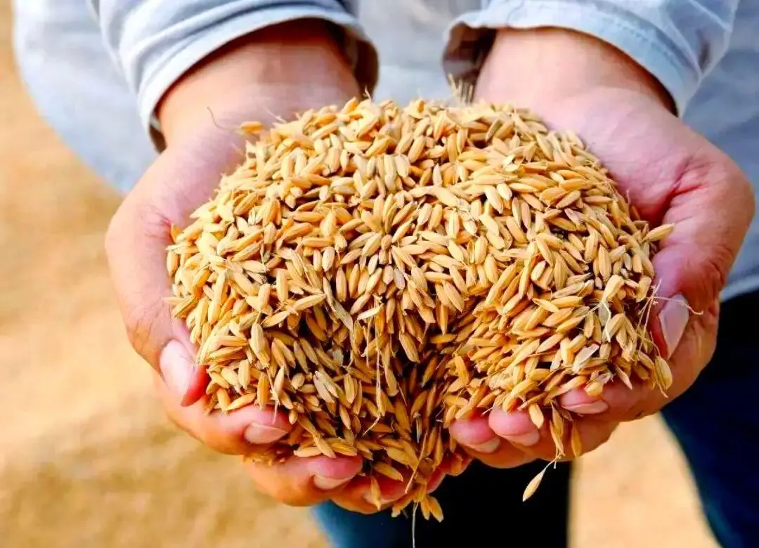 【中考阅读指导】关于种业振兴与粮食安全(非连续性文本)山东济南2025 第7张