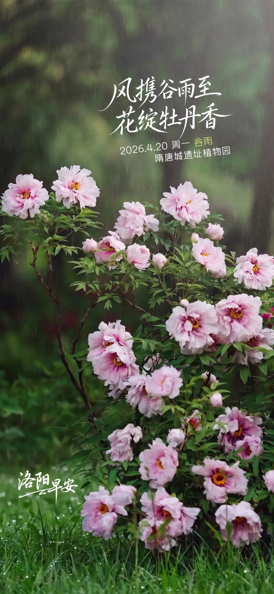 河南2026年中考时间确定!洛阳·早安 第2张