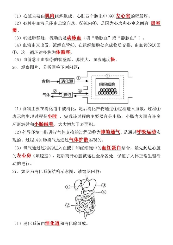 2026年春七年级下册生物《期中考试模拟真题试卷》附答案,背诵篇,完整电子版可打印! 第12张