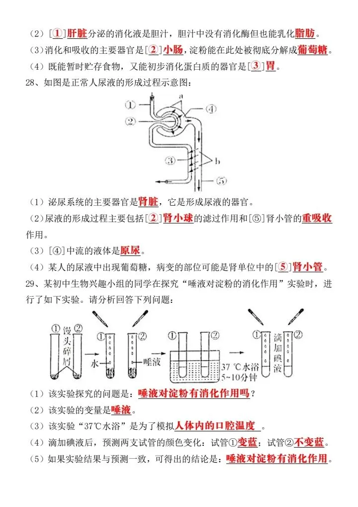 2026年春七年级下册生物《期中考试模拟真题试卷》附答案,背诵篇,完整电子版可打印! 第13张