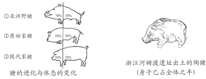 深圳中考历史:2026年中考历史二轮易错知识点专题复习——原始农耕文明混淆 第6张