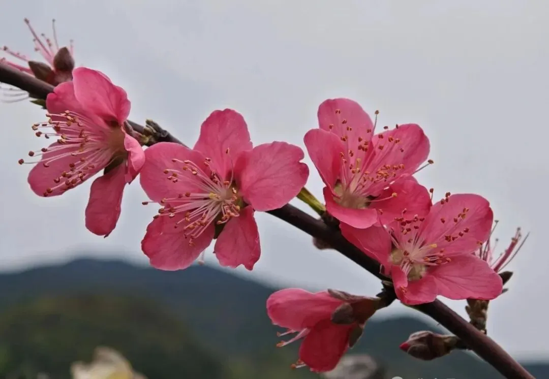 中考作文预测及范文‖敬畏那音韵 第2张