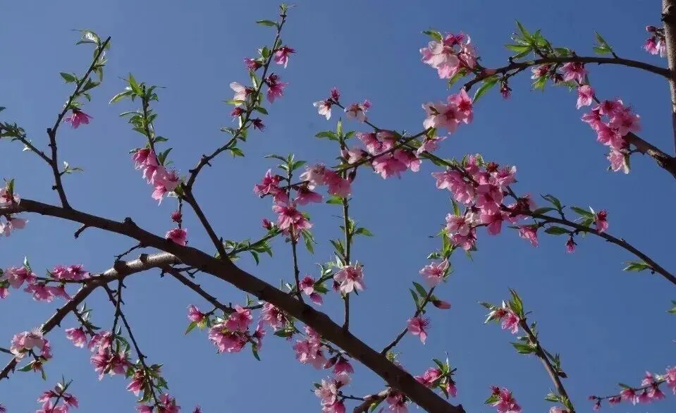 中考作文预测及范文‖敬畏那音韵 第6张