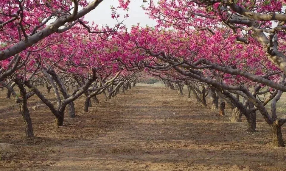 中考作文预测及范文‖敬畏那音韵 第7张