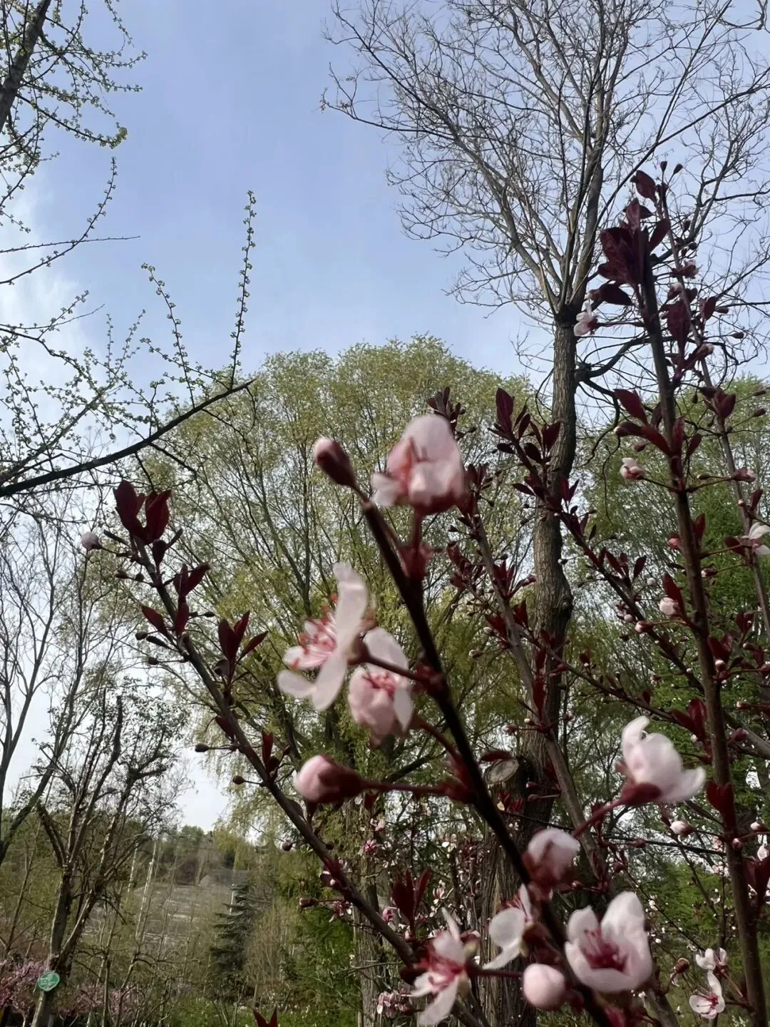 中考志愿这场博弈:少年不甘的锋芒,与父母藏在哽咽里的托底 第1张