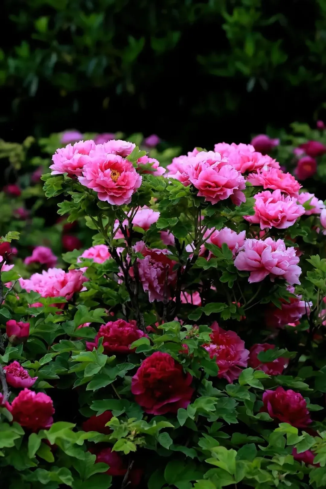 【中考作文母题深度指导】文化传承主题作文 第1张