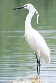 中考复习——引用修辞手法 专题练习2025 第1张