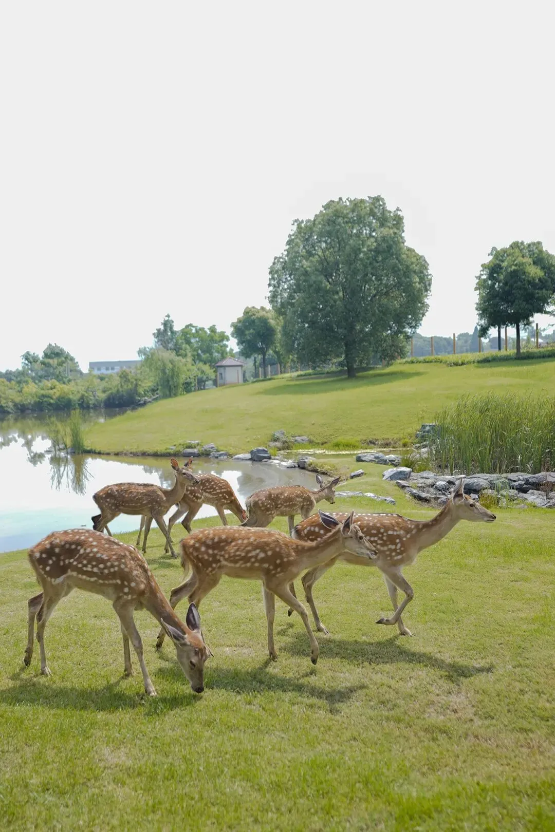 这个春天,不做试卷的答题家,做自然探索的艺术家! 第5张