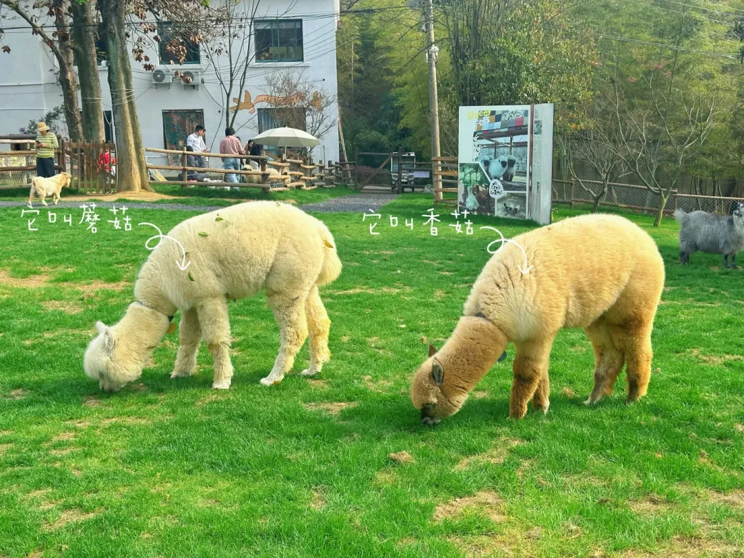 这个春天,不做试卷的答题家,做自然探索的艺术家! 第20张