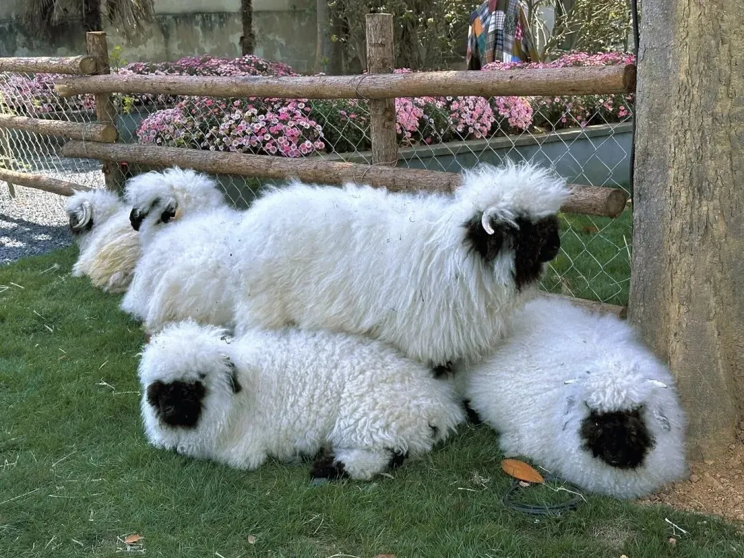 这个春天,不做试卷的答题家,做自然探索的艺术家! 第21张