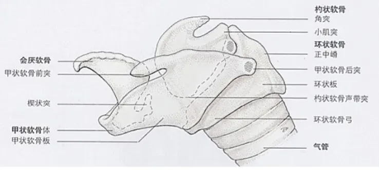 真题分享 | 执兽考试易错题之动物解剖学篇(五) 第4张