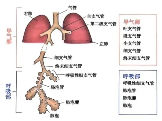真题分享 | 执兽考试易错题之动物解剖学篇(五) 第5张