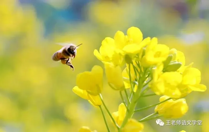 2026年初中学业水平模拟考试适应性测试语文(一) 第9张