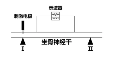 泉州市26年4月生物试卷解析 第5张
