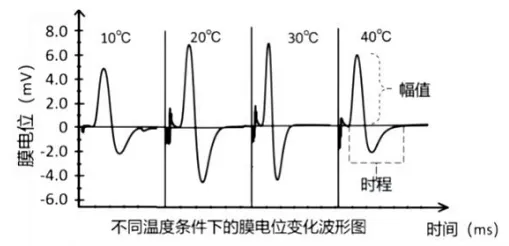 泉州市26年4月生物试卷解析 第6张