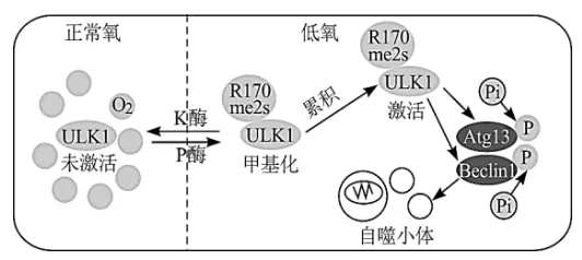 泉州市26年4月生物试卷解析 第8张