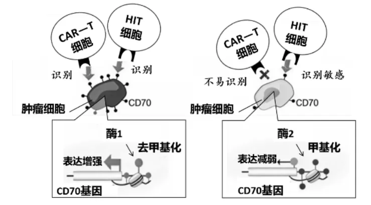 泉州市26年4月生物试卷解析 第9张