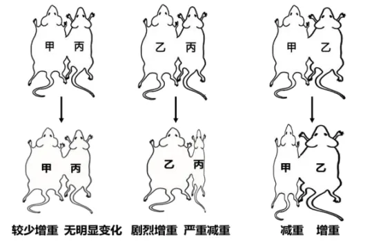 泉州市26年4月生物试卷解析 第14张