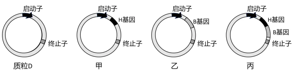 泉州市26年4月生物试卷解析 第16张