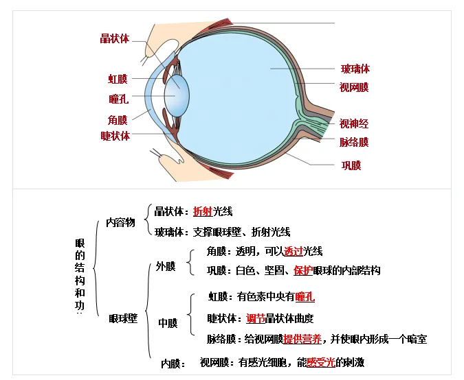 生物小中考丨人体对外界环境的感知 第1张