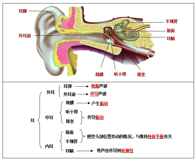 生物小中考丨人体对外界环境的感知 第2张