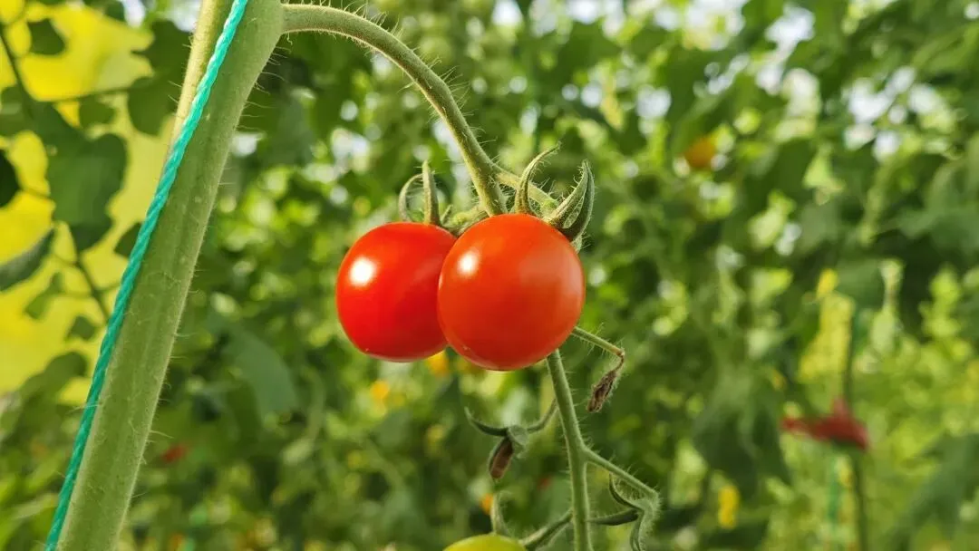 2026年4月山东省济南市高三第二次模拟考试物理试题专业解析 第11张