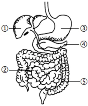 2026年中考生物备考必刷真题:人体的生理与健康-人体的营养共68题——新版初中生物讲义配套习题 第2张