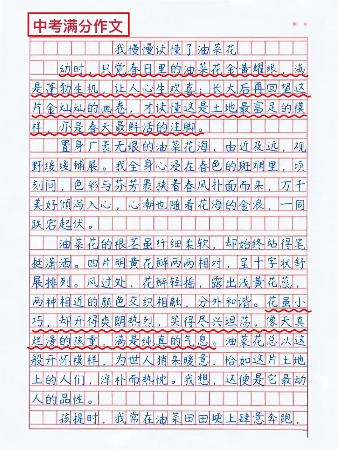 【中考满分作文】逐段拆解+深度解析《我慢慢读懂了油菜花》 第1张