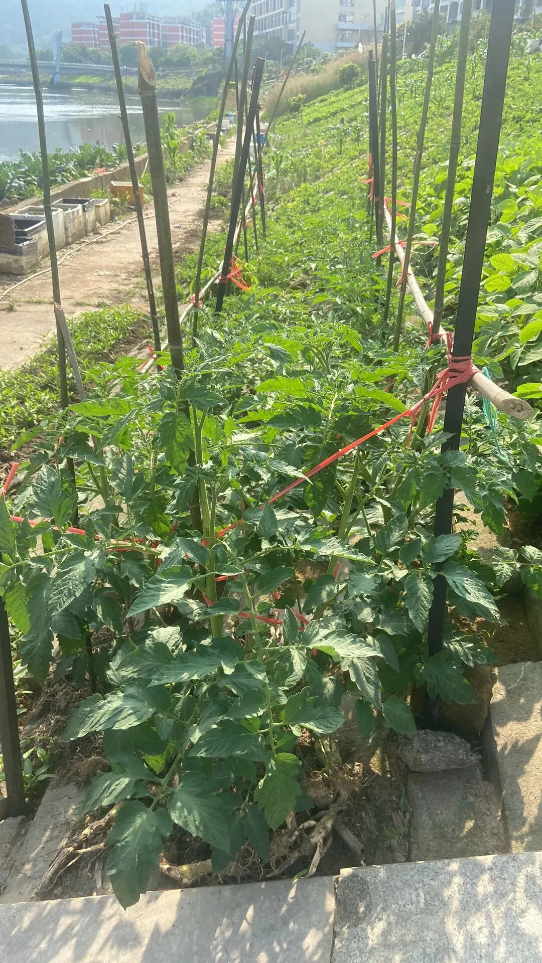 二下数学期中模拟考62分,踩线及格! 第3张