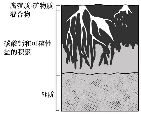 冲刺提分真题练——考点18 生物与土壤(原卷版) 第3张