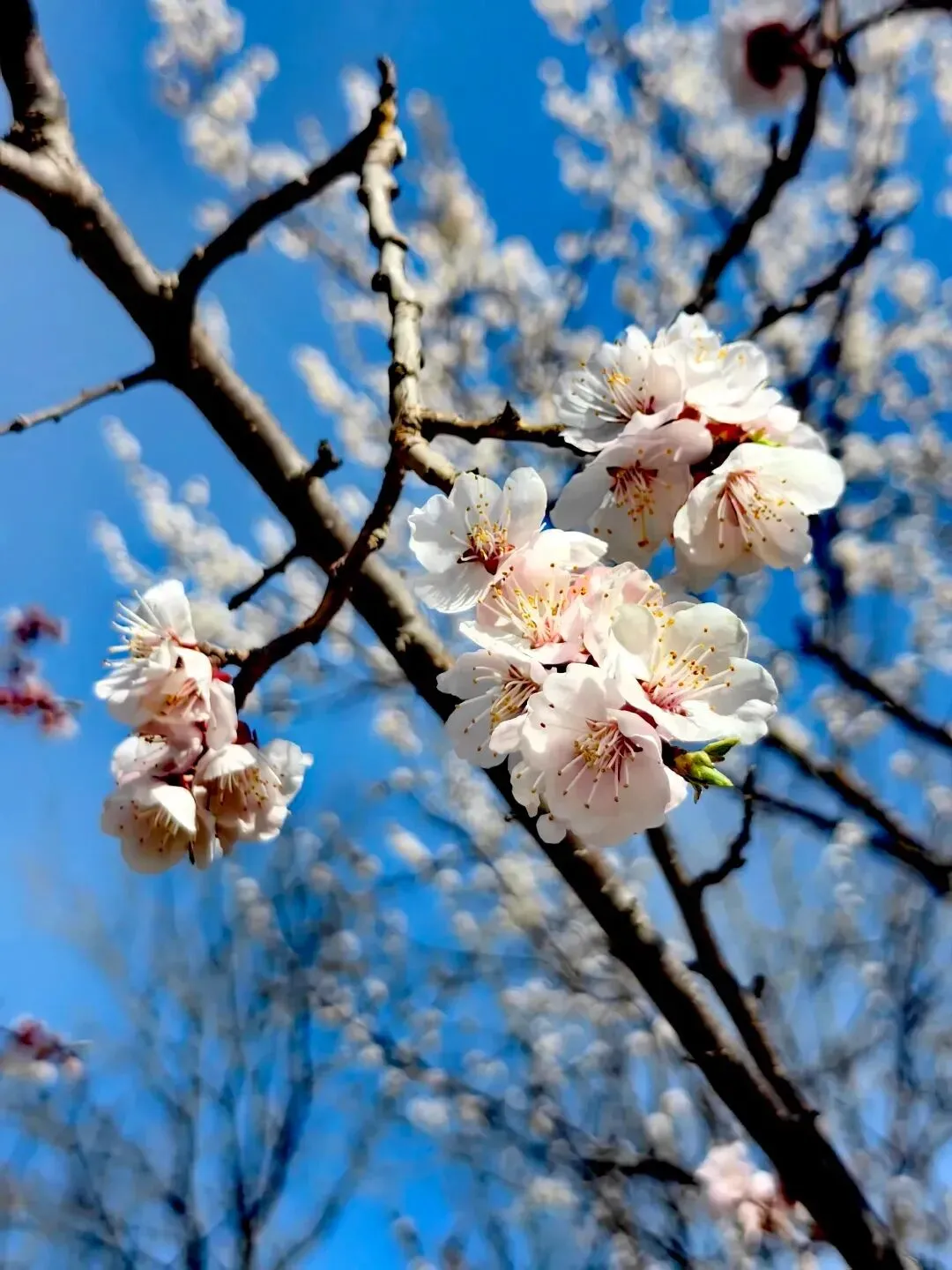 2026河北初中学业水平模拟经典试卷集 第28张