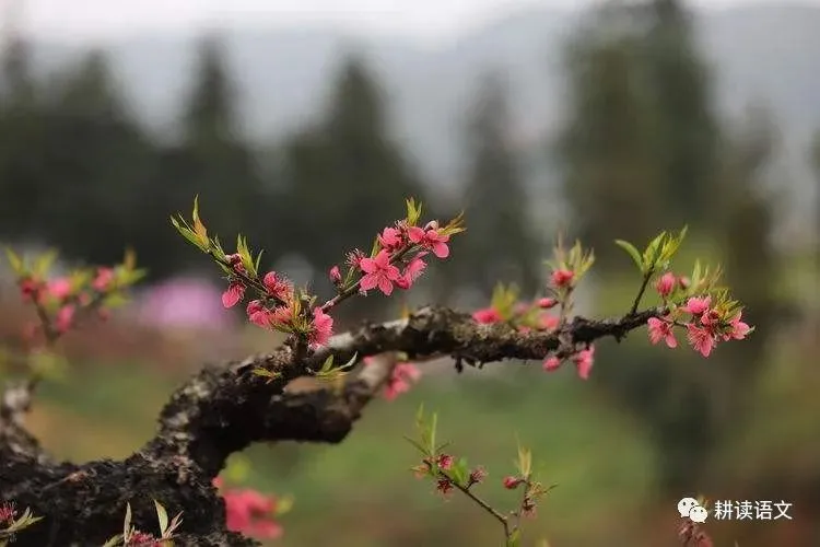 中考满分作文:春风十里不如你(范文5篇) 第2张