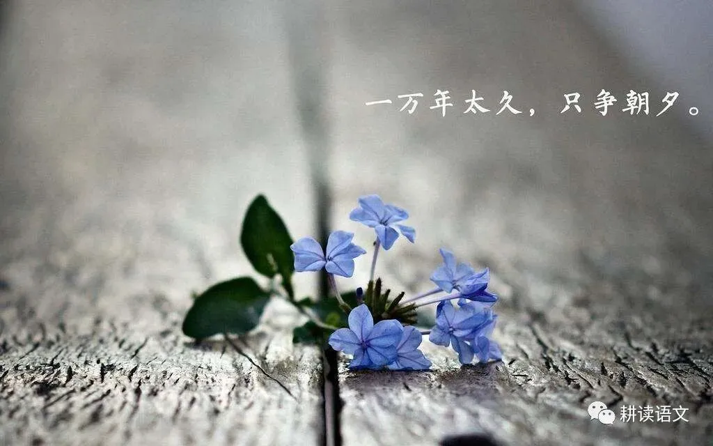 中考满分作文:春风十里不如你(范文5篇) 第8张