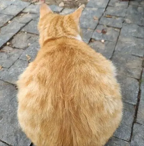 中考小胖子的噩梦,体育成绩不好不怨你,要怨就怨你爹基因太强大 第8张