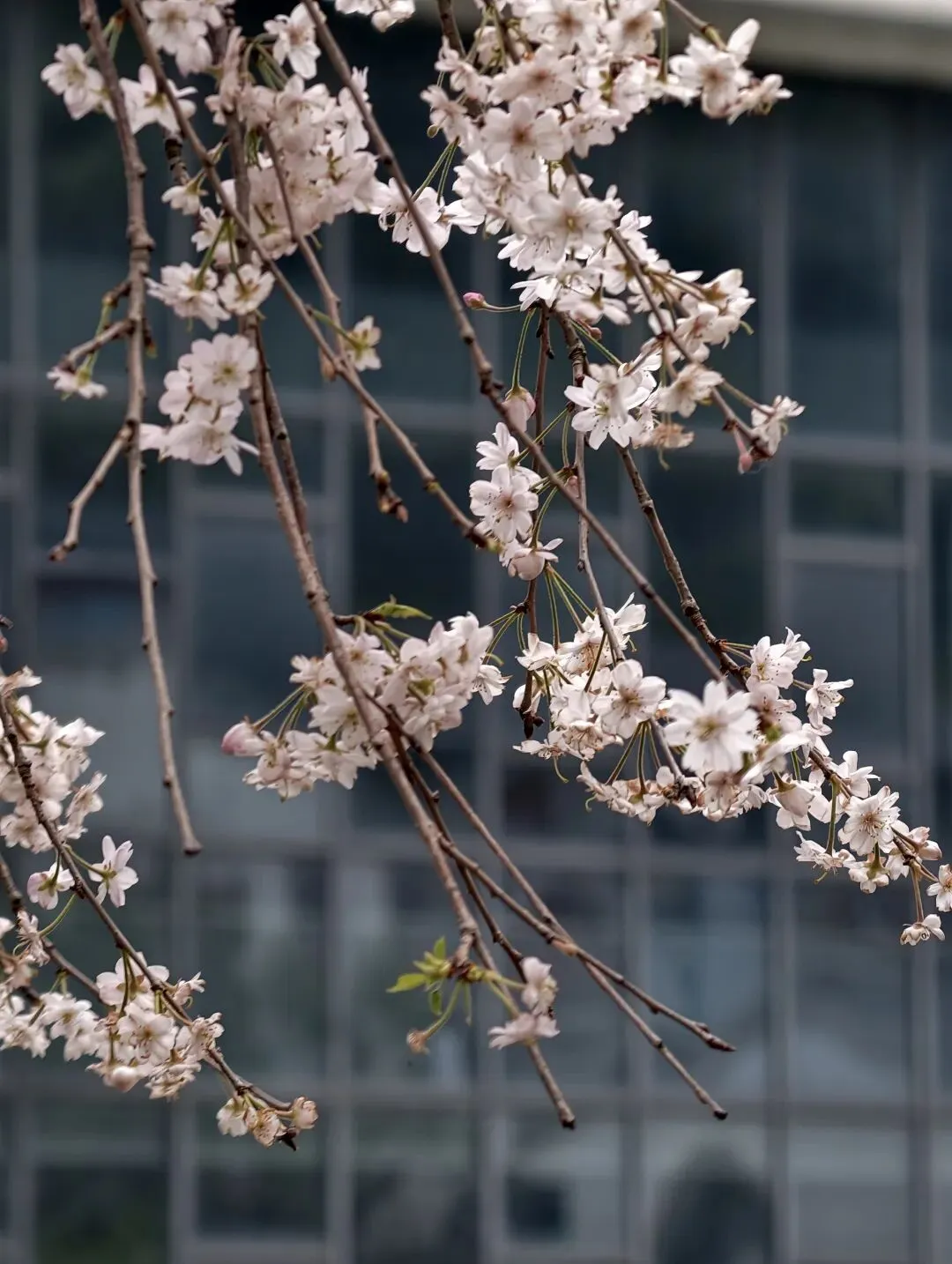 中考凡人微光作文进阶指导范文(七) 第1张