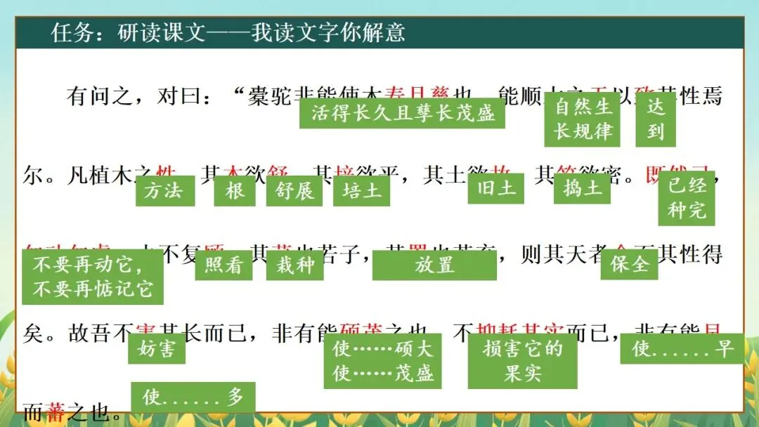 (2025高考真题导入)观种树,知养人——高二选必下《种树郭橐驼传》 第20张