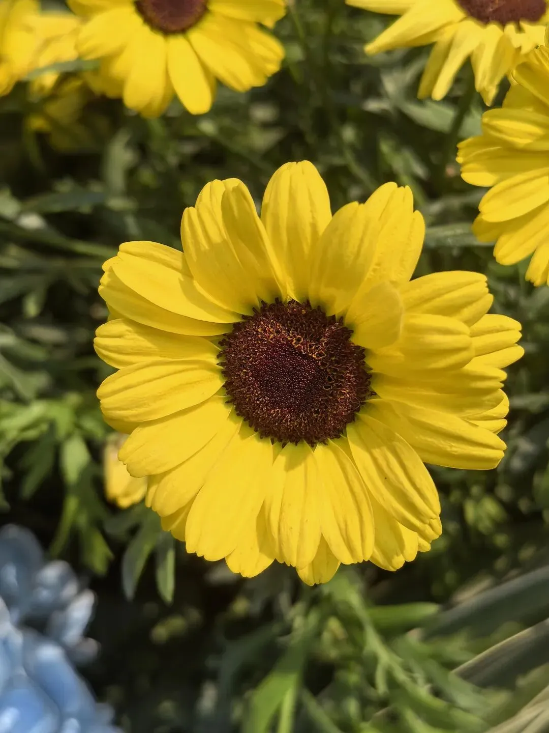 农村小镇做题家,面对“贤妻良母”这套试卷,选择弃考 第4张