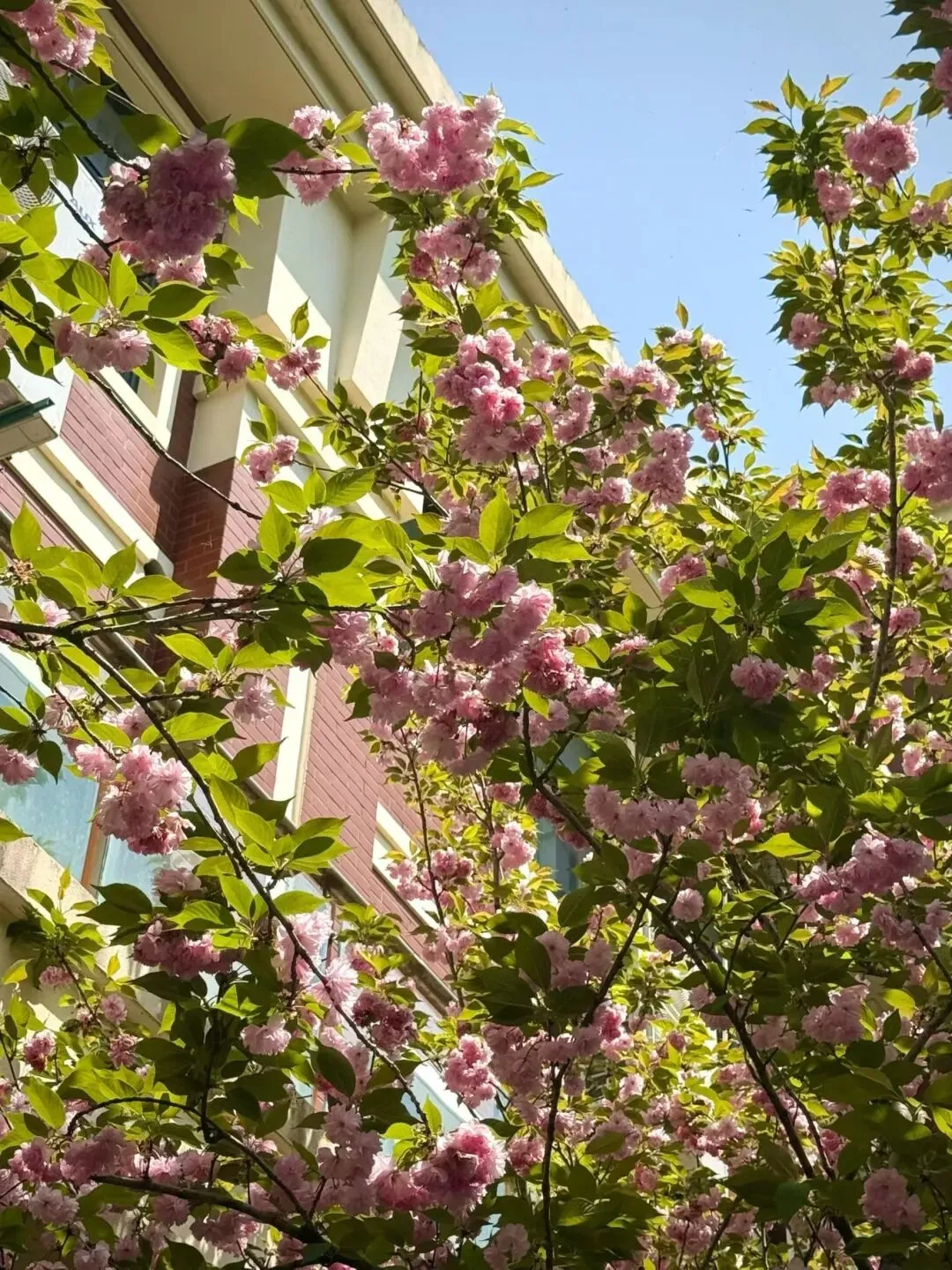 杭州女生中考495分,高考冲进全国名校!选对一所适合的高中,这群孩子照样实现逆袭 第10张