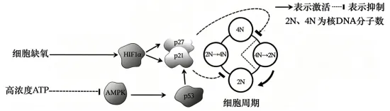 试卷精选║安徽省马鞍山市2026年高三第二次教学质量监测生物学 第1张