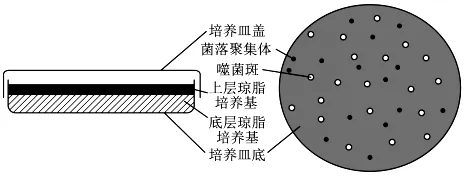 试卷精选║安徽省马鞍山市2026年高三第二次教学质量监测生物学 第5张