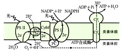 试卷精选║安徽省马鞍山市2026年高三第二次教学质量监测生物学 第6张