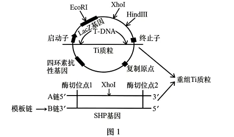 试卷精选║安徽省马鞍山市2026年高三第二次教学质量监测生物学 第10张