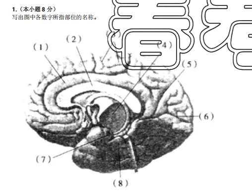 山东春考医学技术专业历年真题识图题汇总(2015年——2025年) 第8张