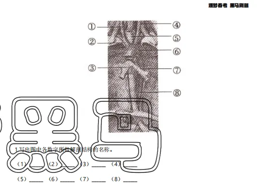 山东春考医学技术专业历年真题识图题汇总(2015年——2025年) 第10张