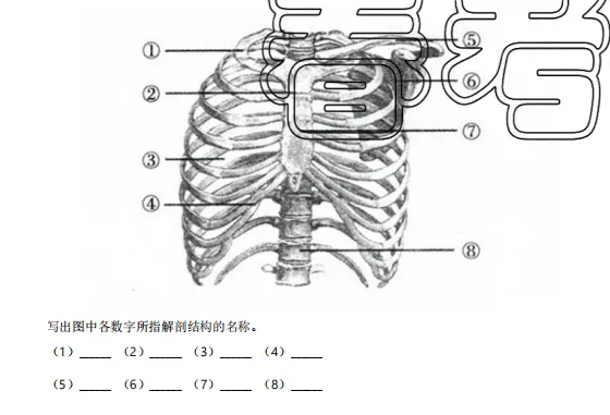 山东春考医学技术专业历年真题识图题汇总(2015年——2025年) 第11张