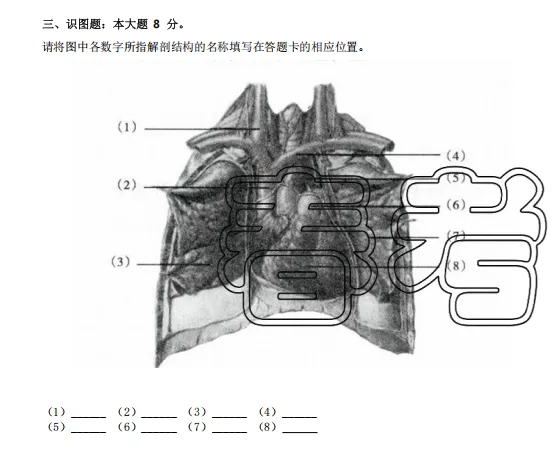 山东春考医学技术专业历年真题识图题汇总(2015年——2025年) 第12张