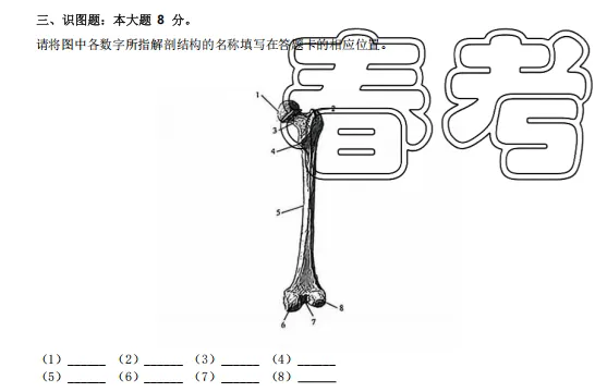 山东春考医学技术专业历年真题识图题汇总(2015年——2025年) 第14张