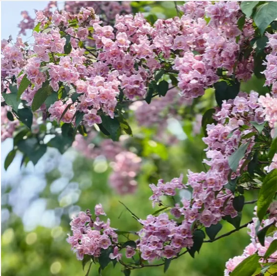 【26期中考】十三中、文华等校期中作文简析+提纲 第1张